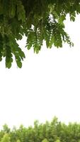 Vertical of leaf nature on white background, frame background video