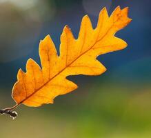 Macro of a dry leaf in autumn photo