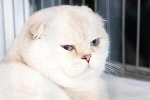 Scottish fold cat photo