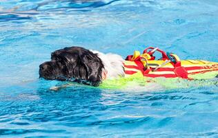 Salvavidas perro en nadando piscina. foto