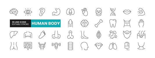 Set of 36 Human Body line icons set. Human Body outline icons with editable stroke collection. Includes Heart, Brain, Vagina, Penis, Spine, and More. vector