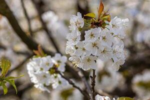 Fresh cherry blossoms moving in the wind on a tree photo