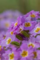 Spring flowers. Blooming primrose or primula flowers in a garden photo