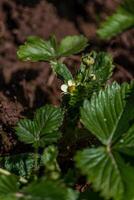 White strawberry flowers in the garden. Strawberry blossoms Growing strawberries photo