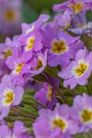 Spring flowers. Blooming primrose or primula flowers in a garden photo