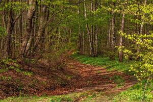 Beautiful green summer forest. Spring background, backdrop photo