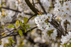 Fresco Cereza flores Moviente en el viento en un árbol foto