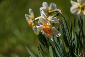 Spring flowers. Close up of daffodil flowers blooming in a garden photo