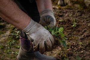 hands in gloves plant a strawberry sprout in the ground photo