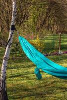 The hammock is stretched between the birch trees. Summer vacation photo