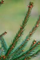 Background, abstraction of Christmas tree twigs with needles on a blurry photo