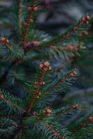 abstraction of Christmas tree twigs with needles on a blurry Background photo