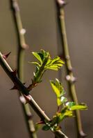 first early spring buds on branches march april floral nature selective focus photo