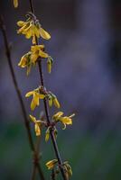 Beautiful Forsythia in spring time photo