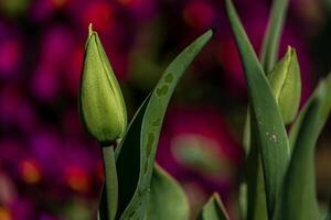 joven verde nuevo brotes de tulipán flores brote fuera y crecimiento en primavera temporada foto