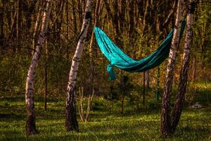 The hammock is stretched between the birch trees. Summer vacation photo