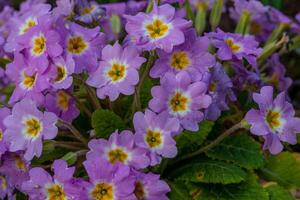 Spring flowers. Blooming primrose or primula flowers in a garden photo