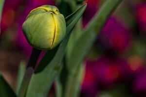 joven verde nuevo brotes de tulipán flores brote fuera y crecimiento en primavera temporada foto