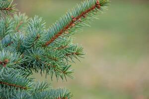 Background, abstraction of Christmas tree twigs with needles on a blurry photo