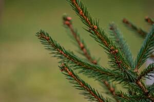 Background, abstraction of Christmas tree twigs with needles on a blurry photo