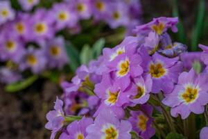 Spring flowers. Blooming primrose or primula flowers in a garden photo