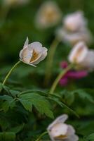 Spring flowers. Blooming primrose or primula flowers in a garden photo