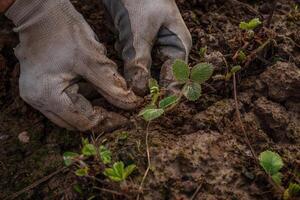 hands in gloves plant a strawberry sprout in the ground photo