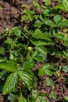 White strawberry flowers in the garden Strawberry blossoms. Growing strawberries photo