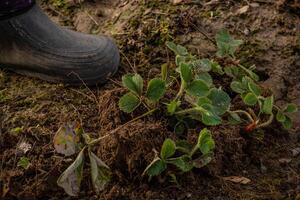 hands in gloves plant a strawberry sprout in the ground photo