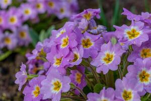 Spring flowers. Blooming primrose or primula flowers in a garden photo