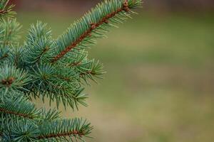 Background, abstraction of Christmas tree twigs with needles on a blurry photo