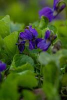 Spring flowers. Blooming primrose or primula flowers in a garden photo