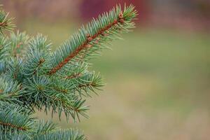 Background, abstraction of Christmas tree twigs with needles on a blurry photo