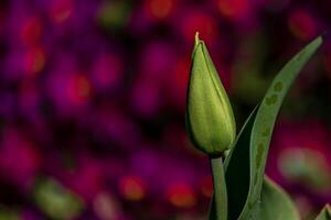 Young green new buds of tulip flowers sprout out and growth in spring season photo