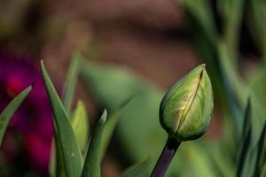 joven verde nuevo brotes de tulipán flores brote fuera y crecimiento en primavera temporada foto