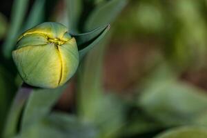 Young green new buds of tulip flowers sprout out and growth in spring season photo