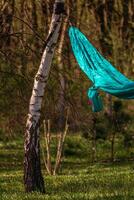 The hammock is stretched between the birch trees. Summer vacation photo