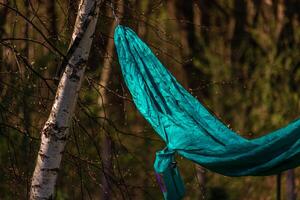 The hammock is stretched between the birch trees. Summer vacation photo