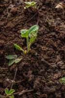 hands in gloves plant a strawberry sprout in the ground photo