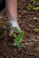 hands in gloves plant a strawberry sprout in the ground photo