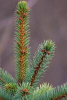 Background, abstraction of Christmas tree twigs with needles on a blurry photo