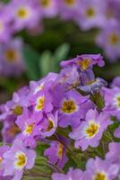 Spring flowers. Blooming primrose or primula flowers in a garden photo