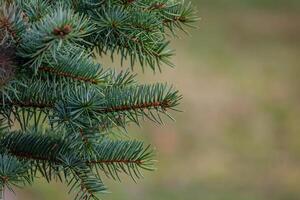 Background, abstraction of Christmas tree twigs with needles on a blurry photo