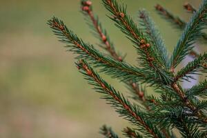 Background, abstraction of Christmas tree twigs with needles on a blurry photo