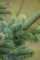 abstraction of Christmas tree twigs with needles on a blurry Background photo