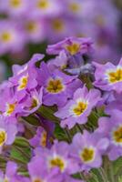 Spring flowers. Blooming primrose or primula flowers in a garden photo