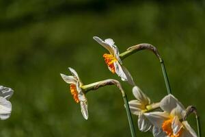 Spring flowers. Close up of daffodil flowers blooming in a garden photo