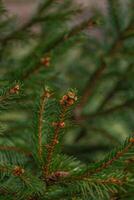 abstraction of Christmas tree twigs with needles on a blurry Background photo