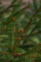 abstraction of Christmas tree twigs with needles on a blurry Background photo