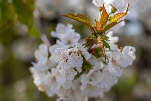 Fresh cherry blossoms moving in the wind on a tree photo